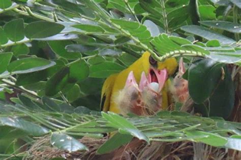 雛鳥視頻|【視頻】母親節之際 黃鸝鳥育雛見母愛光輝 